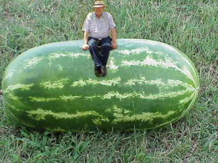 stora sorter av vattenmeloner