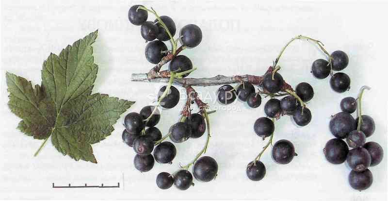 Large berries of black currant variety Gift to Kuzior