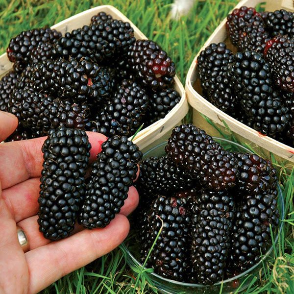 Large berries of blackberry Karaka Black