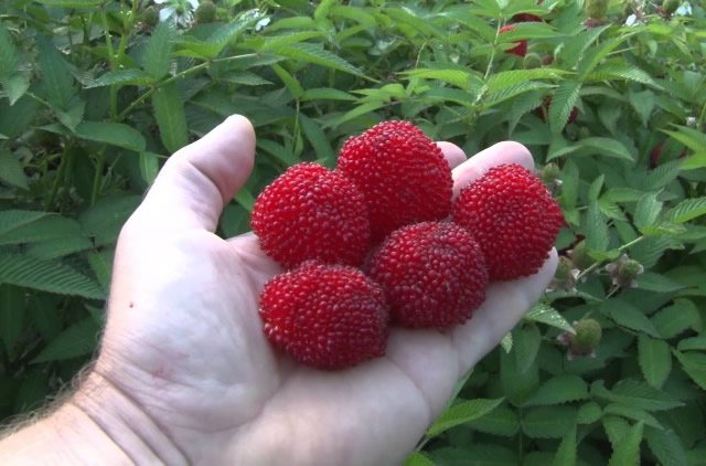 Large strawberries-raspberries