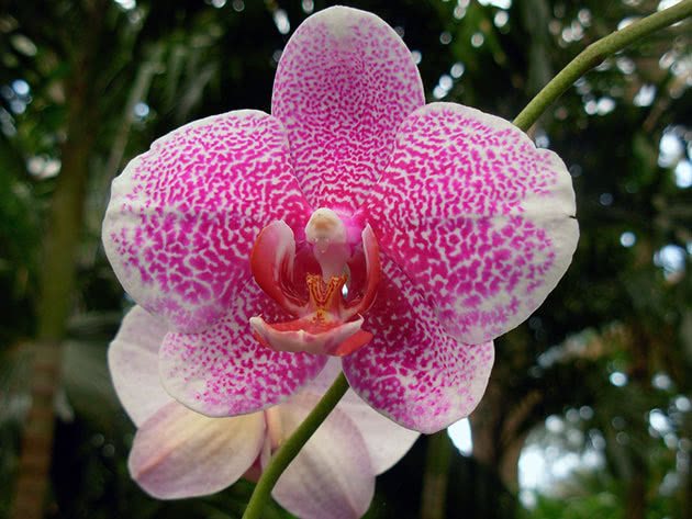 Stor orkidéblomma