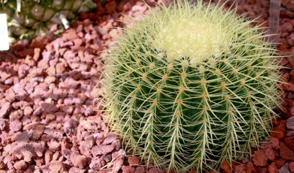large cactus