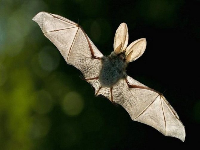 Bat wings