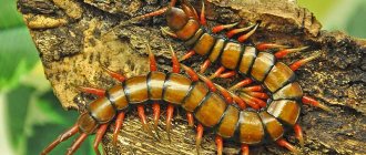 Crimean scolopendra (ringed) - photo, description of lifestyle, danger to humans