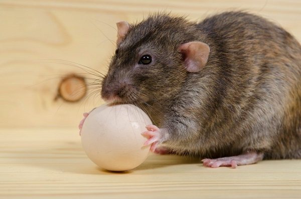Rat gnaws an egg
