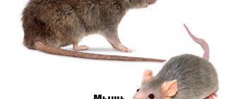 الجرذ والفأر