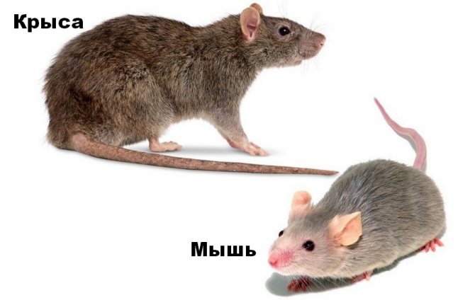 الجرذ والفأر