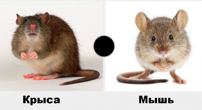 Șobolan și șoarece