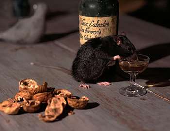 råtta på bordet