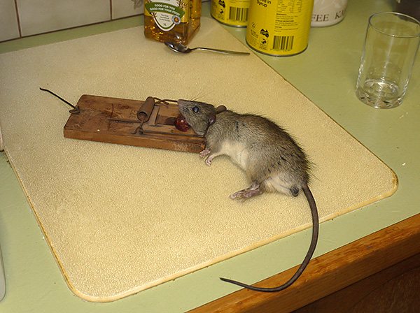 Ang isang daga, na na-flatter ng isang piraso ng pinausukang sausage, ay nahulog sa isang mousetrap.