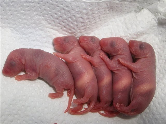 En råtta föder valpar: vad man ska göra under och efter förlossningen