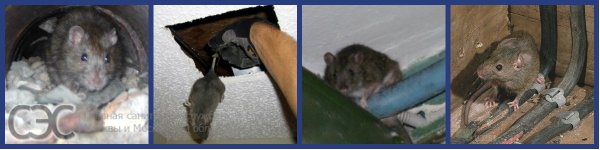 tikus di apartmen ke mana hendak pergi
