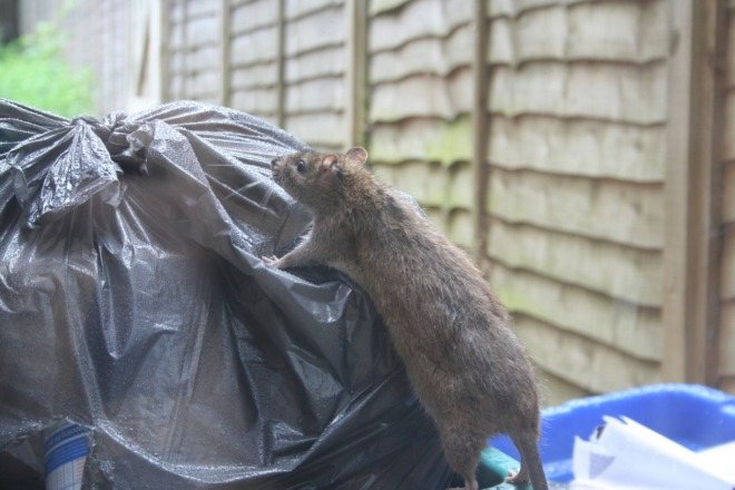 șobolan în coșul de gunoi