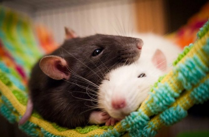 زوجين الفئران