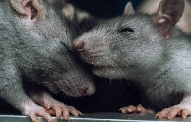 Rat couple