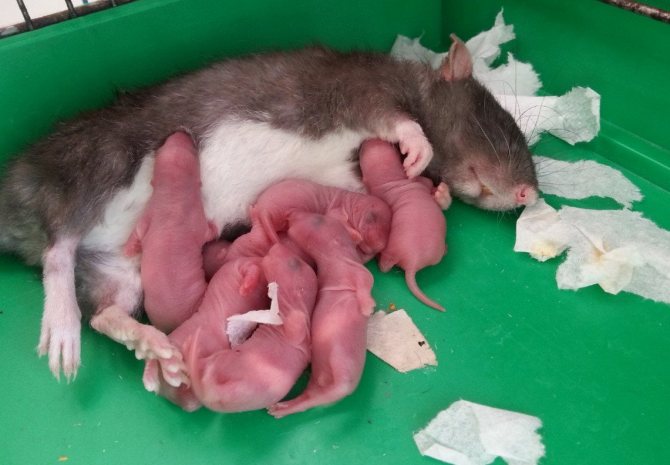 ولادة الفئران