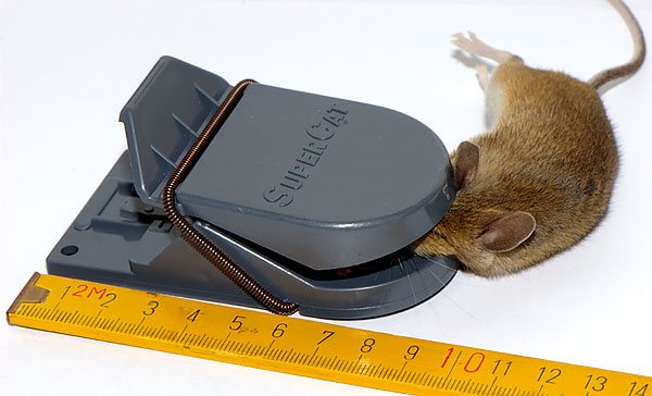 مصيدة الفئران SuperCat