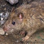 Rats are carnivorous animals that can eat meat