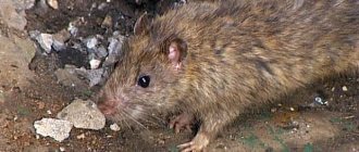 الفئران حيوانات لاحمة يمكنها أكل اللحوم