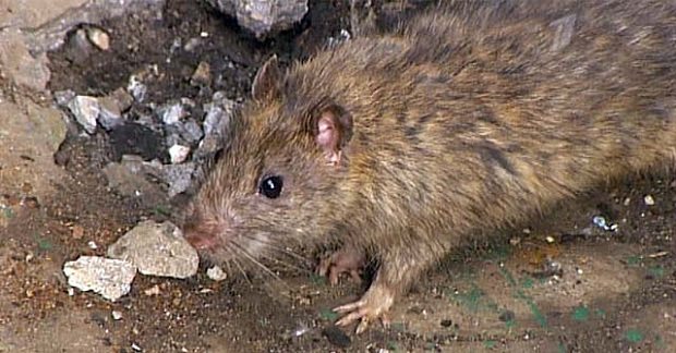 Krysy jsou masožravá zvířata, která mohou jíst maso