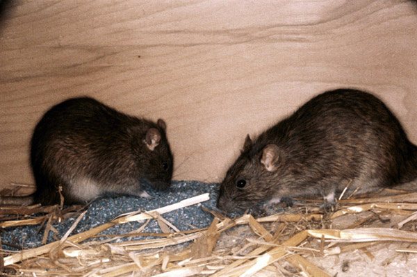 Råttor och möss