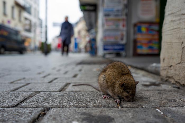 șobolani pe stradă