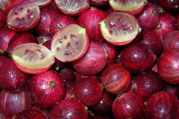 описание на сорта бонбони от цариградско грозде