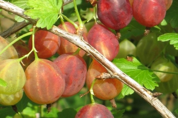 цариградско грозде сорт грушенка