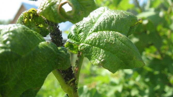 Gooseberry aphid