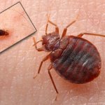 Who eats bedbugs