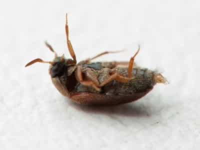 Cine este un gândac de piele și ce rău provoacă? Cum să găsești și să scapi de apartament?
