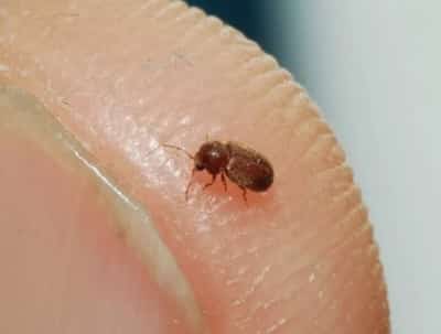 Who is a skin beetle and what harm does it cause? How to find and get rid of the apartment?