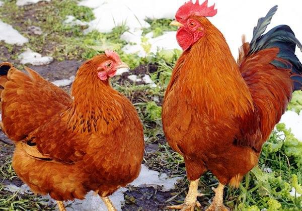 Kuban red breed of chickens