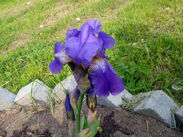 Var man ska plantera iris