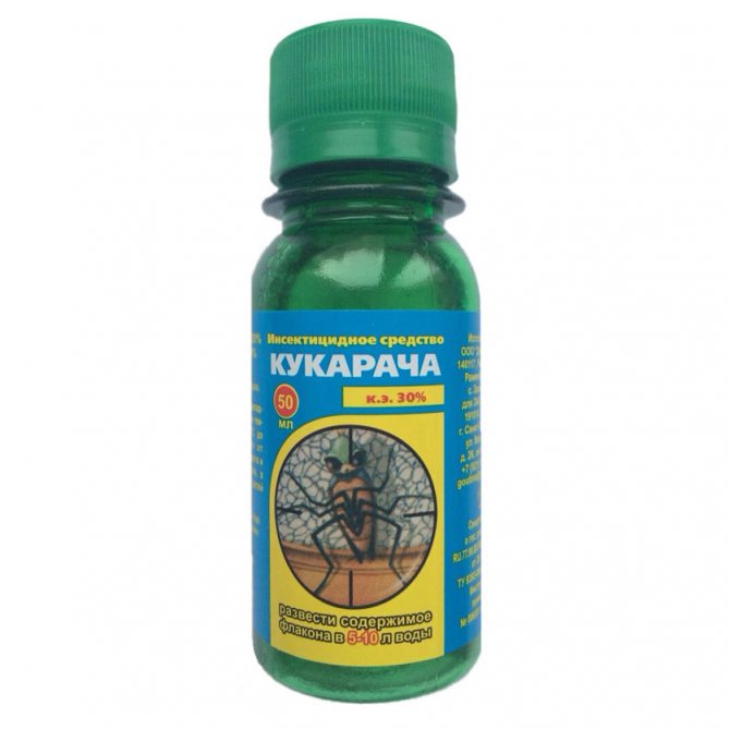 kukaracha from bedbugs