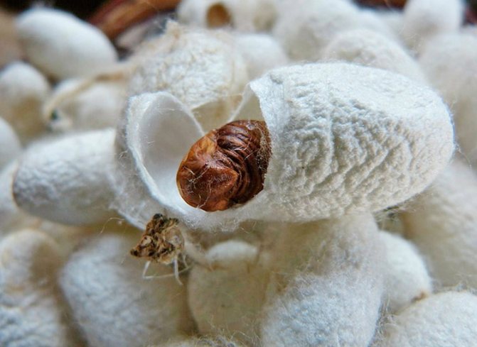 Silkworm pupa sa isang litrato ng cocoon