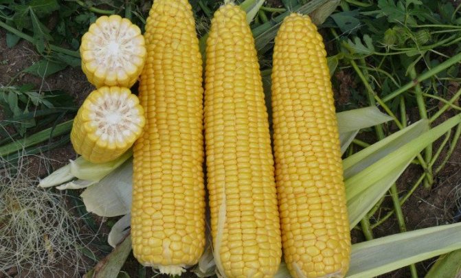 Dobrynya corn
