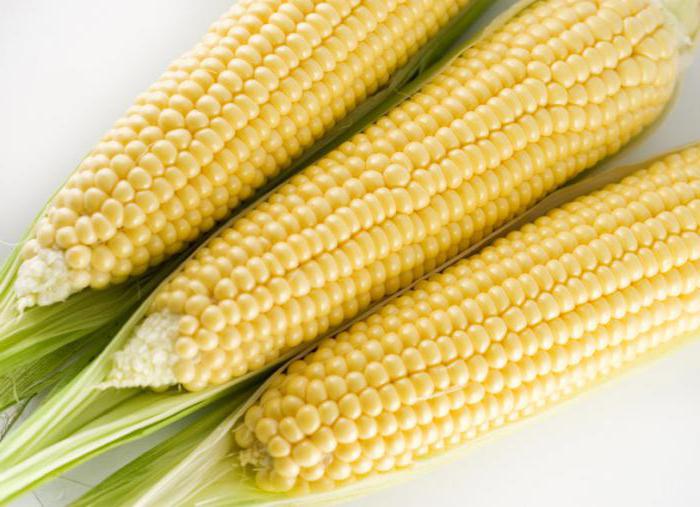 Kuban sugar corn