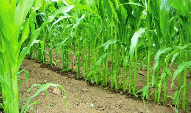 Drip irrigation corn
