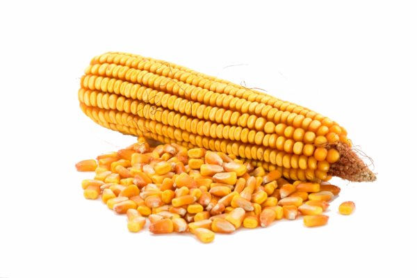 Corn is one of the healthiest chicken feed