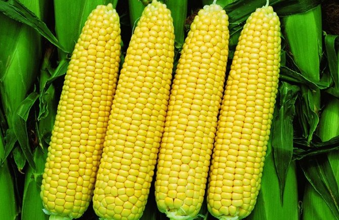 Early golden corn