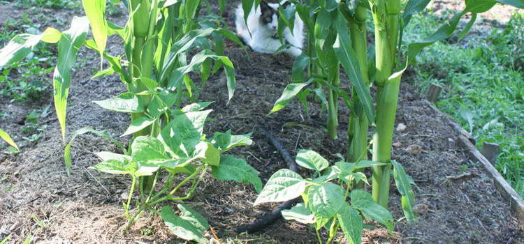 Снимки за засаждане и грижи за царевица с боб