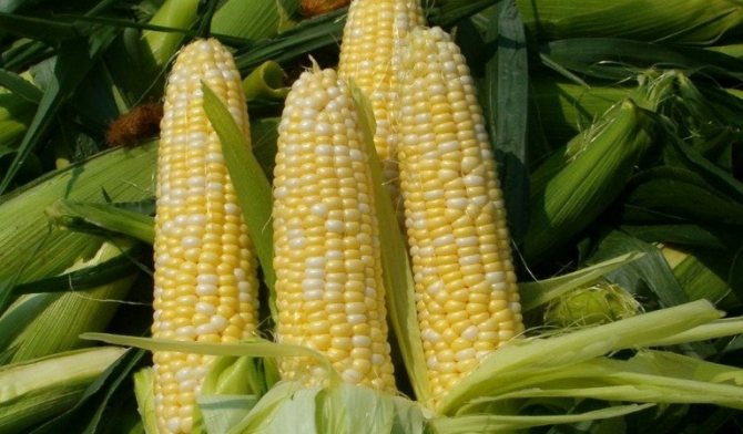 Corn sandance