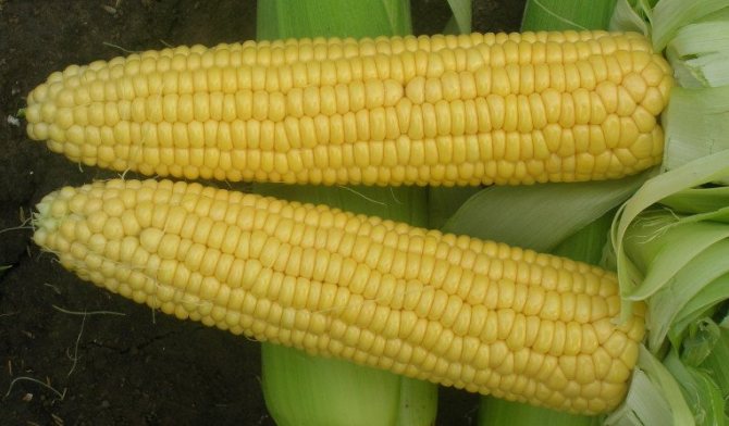 Corn vega f1