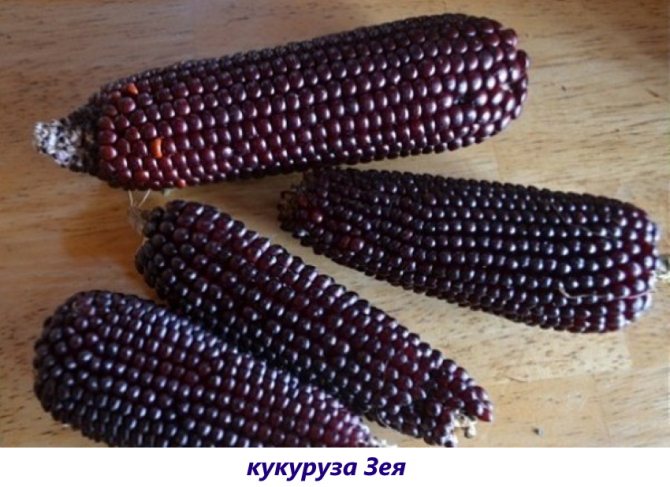 corn zeya