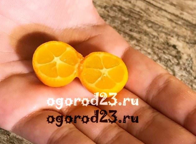 kumquat, o jaký druh ovoce jde, 7