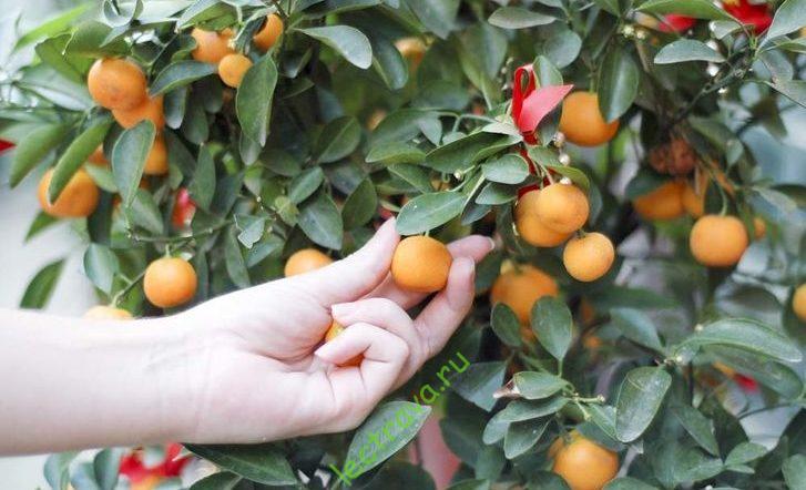 خصائص مفيدة kumquat المجففة