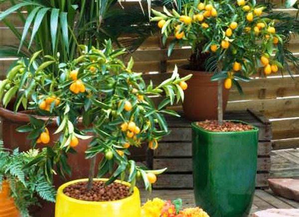 Kumquat crescând acasă