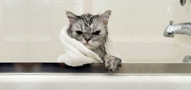 الاستحمام قطة