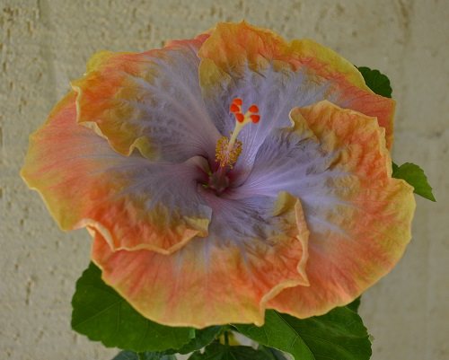 Beli Hibiscus Creole Lady